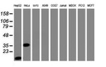 C-Jun Antibody in Western Blot (WB)