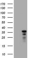 C-Jun Antibody in Western Blot (WB)