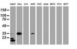 C-Jun Antibody in Western Blot (WB)