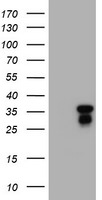 C-Jun Antibody in Western Blot (WB)