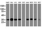 C-Jun Antibody in Western Blot (WB)