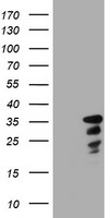 C-Jun Antibody in Western Blot (WB)