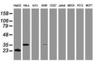 C-Jun Antibody in Western Blot (WB)