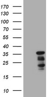 C-Jun Antibody in Western Blot (WB)