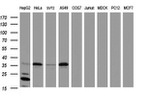 C-Jun Antibody in Western Blot (WB)