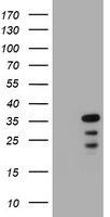 C-Jun Antibody in Western Blot (WB)