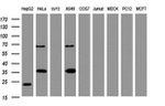 C-Jun Antibody in Western Blot (WB)