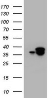 C-Jun Antibody in Western Blot (WB)