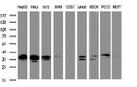 C-Jun Antibody in Western Blot (WB)