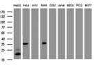 C-Jun Antibody in Western Blot (WB)
