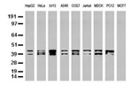 C-Jun Antibody in Western Blot (WB)