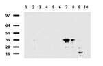 C-Jun Antibody in Western Blot (WB)