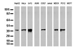 C-Jun Antibody in Western Blot (WB)