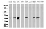 C-Jun Antibody in Western Blot (WB)