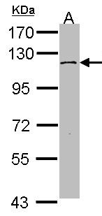 MERTK Antibody in Western Blot (WB)