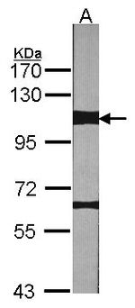 MERTK Antibody in Western Blot (WB)