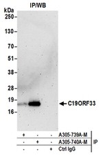 C19ORF33 Polyclonal Antibody