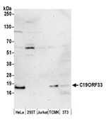 C19ORF33 Polyclonal Antibody