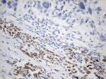 C10orf54 Antibody in Immunohistochemistry (Paraffin) (IHC (P))