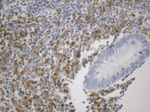 C10orf54 Antibody in Immunohistochemistry (Paraffin) (IHC (P))