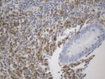 C10orf54 Antibody in Immunohistochemistry (Paraffin) (IHC (P))