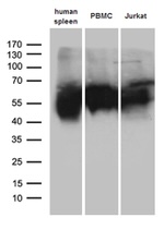 C10orf54 Antibody in Western Blot (WB)