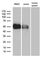 C10orf54 Antibody in Western Blot (WB)