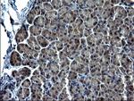 C12orf26 Antibody in Immunohistochemistry (Paraffin) (IHC (P))