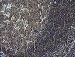 C12orf26 Antibody in Immunohistochemistry (Paraffin) (IHC (P))