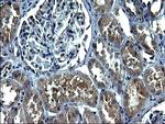 C12orf26 Antibody in Immunohistochemistry (Paraffin) (IHC (P))