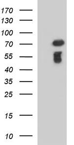 C12orf26 Antibody in Western Blot (WB)