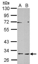 C14orf140 Antibody in Western Blot (WB)