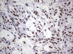 C14orf166 Antibody in Immunohistochemistry (Paraffin) (IHC (P))