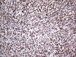 C14orf166 Antibody in Immunohistochemistry (Paraffin) (IHC (P))