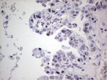 RTRAF Antibody in Immunohistochemistry (Paraffin) (IHC (P))
