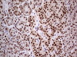 C14orf166 Antibody in Immunohistochemistry (Paraffin) (IHC (P))