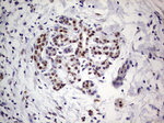 C14orf166 Antibody in Immunohistochemistry (Paraffin) (IHC (P))