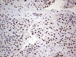 C14orf166 Antibody in Immunohistochemistry (Paraffin) (IHC (P))