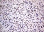 C14orf166 Antibody in Immunohistochemistry (Paraffin) (IHC (P))