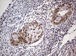 C14orf166 Antibody in Immunohistochemistry (Paraffin) (IHC (P))