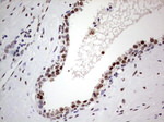 C14orf166 Antibody in Immunohistochemistry (Paraffin) (IHC (P))