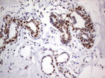 RTRAF Antibody in Immunohistochemistry (Paraffin) (IHC (P))