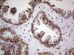 RTRAF Antibody in Immunohistochemistry (Paraffin) (IHC (P))