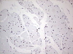 RTRAF Antibody in Immunohistochemistry (Paraffin) (IHC (P))