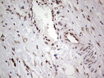 RTRAF Antibody in Immunohistochemistry (Paraffin) (IHC (P))