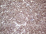 RTRAF Antibody in Immunohistochemistry (Paraffin) (IHC (P))