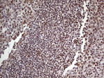 RTRAF Antibody in Immunohistochemistry (Paraffin) (IHC (P))