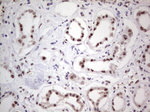 RTRAF Antibody in Immunohistochemistry (Paraffin) (IHC (P))