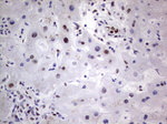 C14orf166 Antibody in Immunohistochemistry (Paraffin) (IHC (P))