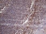 C14orf166 Antibody in Immunohistochemistry (Paraffin) (IHC (P))